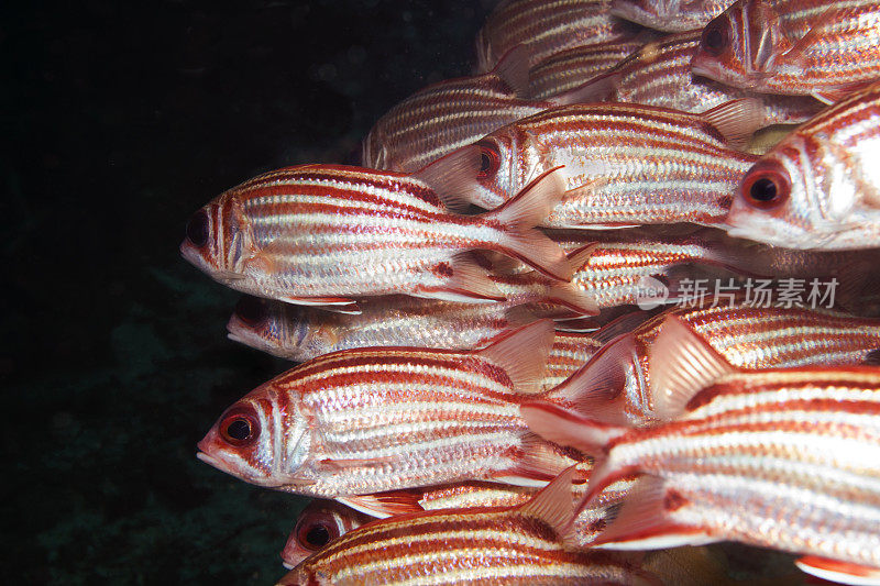 热带咸水鱼，旗帜Sargocentron vexillarium，黑松鼠，